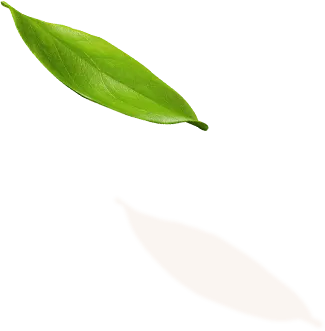 shape